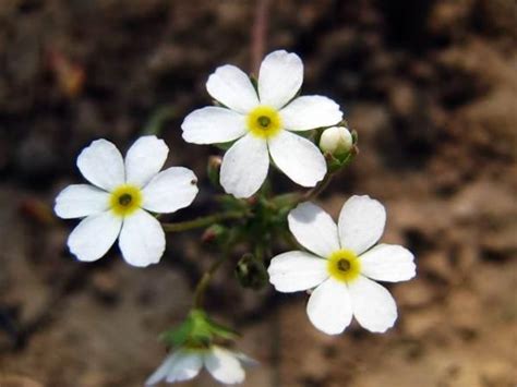 白花 意思